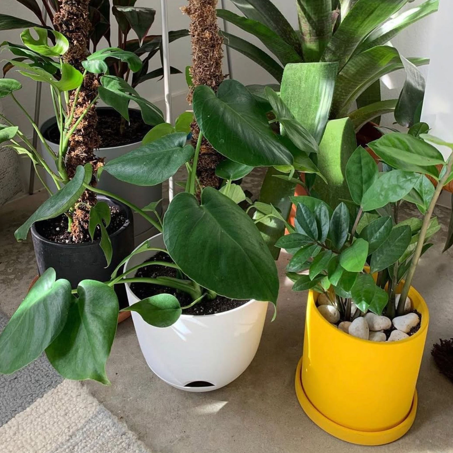 Matte Ceramic Planter